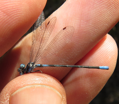 Argia leonorae