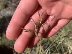 Poa piperi
