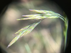 Poa piperi