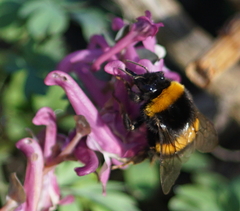 Bombus