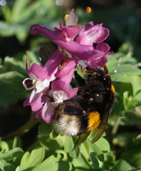 Bombus
