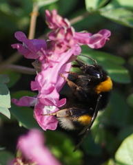 Bombus
