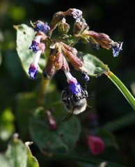 Anthophora plumipes