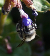 Anthophora plumipes
