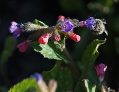 Anthophora plumipes