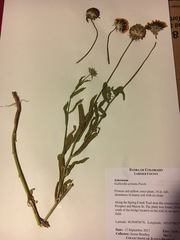 Gaillardia aristata