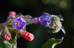 Anthophora plumipes