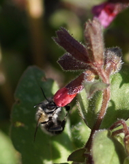 Anthophora plumipes