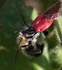 Anthophora plumipes