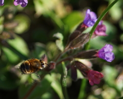 Anthophora plumipes