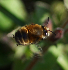 Anthophora plumipes