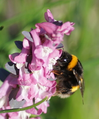 Bombus