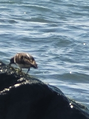 Calidris virgata