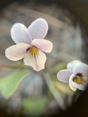 Viola cuneata