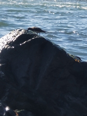 Calidris virgata