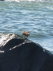 Calidris virgata