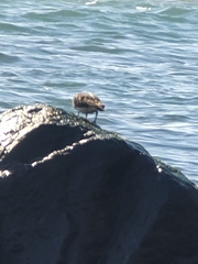 Calidris virgata