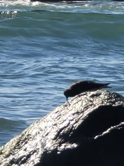 Calidris virgata