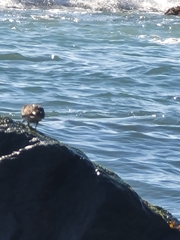 Calidris virgata