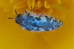 Acmaeodera hepburnii