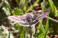 Schinia pulchripennis