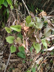 Aristolochia shimadae