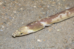 Ophichthus lithinus