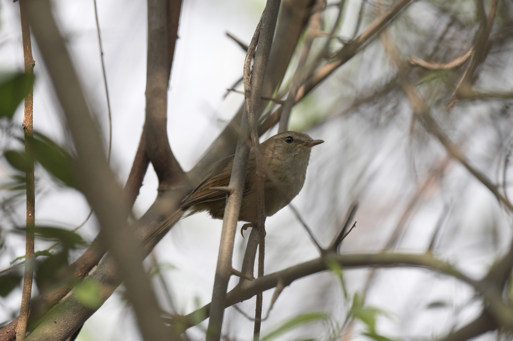 Brown-flanked Bush Warbler