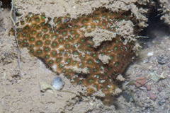 Leptastrea purpurea