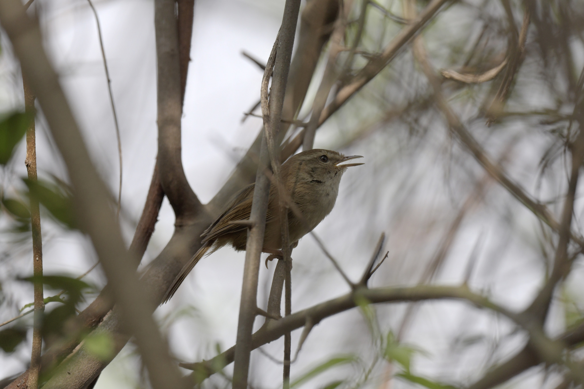 Brown-flanked Bush Warbler