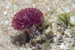 Oceanapia sagittaria