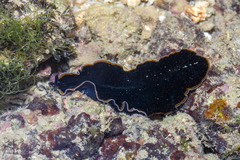 Pseudobiceros hancockanus