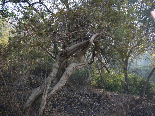 Getonia floribunda (Getonia floribunda)