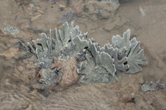 Lamellodysidea herbacea