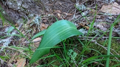 Fritillaria affinis affinis