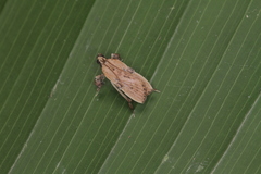 Galasa nigripunctalis