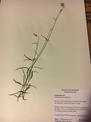Campanula