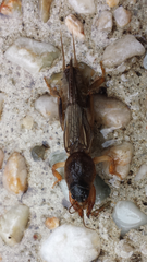 Gryllotalpa monanka