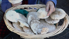 Catathelasma ventricosum