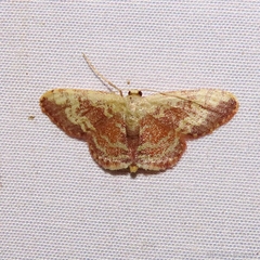 Idaea vacillata