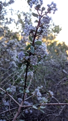 Ceanothus cuneatus ramulosus