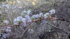 Ceanothus cuneatus ramulosus