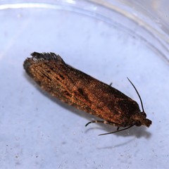 Cryptaspasma