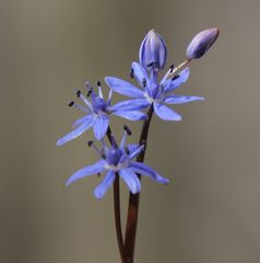 Scilla vindobonensis