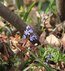 Scilla vindobonensis