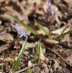 Scilla vindobonensis