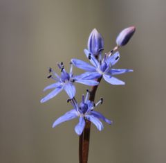 Scilla vindobonensis