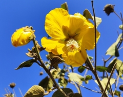 Bakeridesia gloriosa