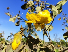 Bakeridesia gloriosa