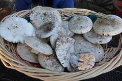 Catathelasma ventricosum